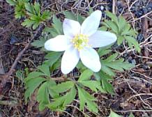 Spring flower