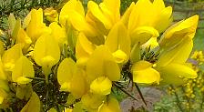 Gorse flowers