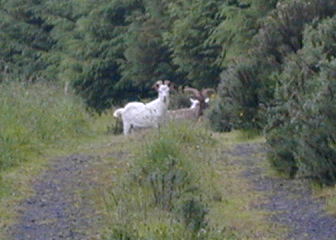 Three goats