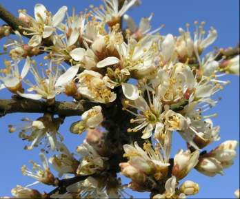 Blackthorn