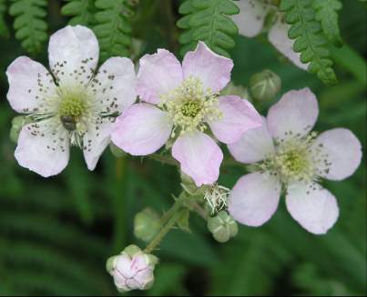A bramble blossom