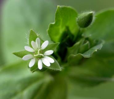 Chickweed