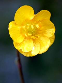 Creeping Buttercup