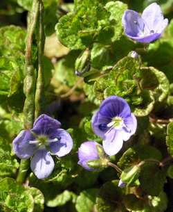 Slender speedwell