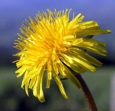 Dandelion