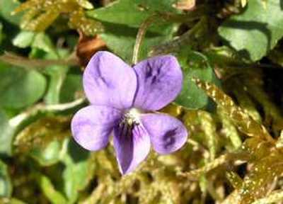 Dog Violet