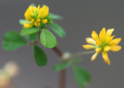 Lesser Trefoil