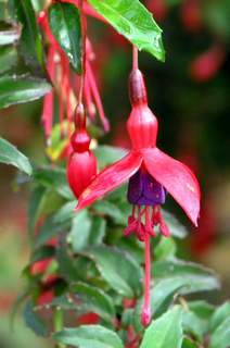 Fuchsia