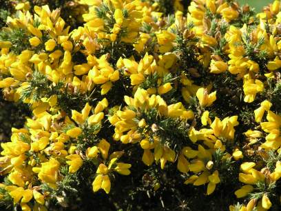 A bit of gorse