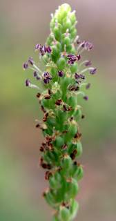 Rat's Tail