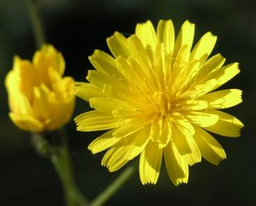 Autumnal Hawkbit