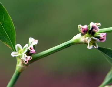 Knotgrass