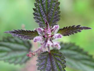 Stinging Nettle