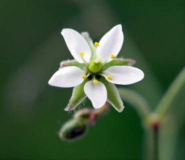 Knotted Pearlwort