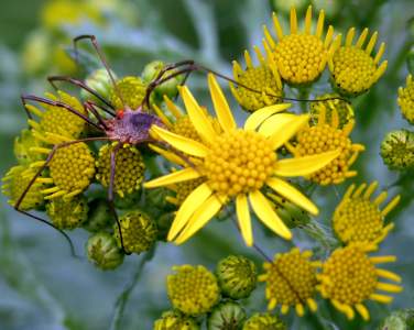 Ragwort