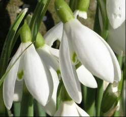 Snowdrops