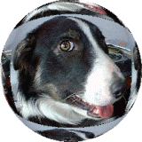 The glance of the dog